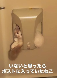 ポストに入っていたつなくん（飼い主さん提供、Instagramよりキャプチャ撮影）