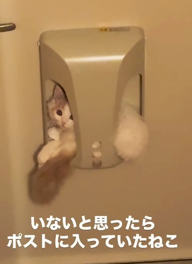 ポストに入っていたつなくん（飼い主さん提供、Instagramよりキャプチャ撮影）