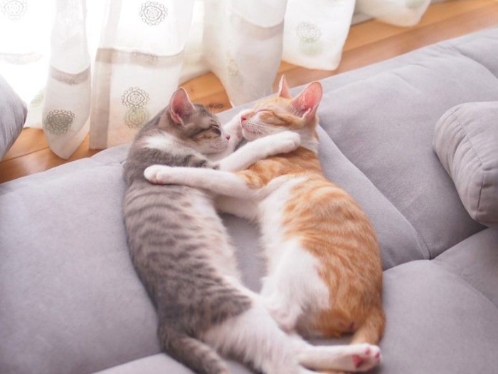 本当の姉妹のように仲がいいいちごちゃん（左）とタルトちゃん