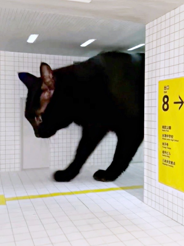 すっと登場した黒猫・ノアールちゃん（画像提供：ティグノアさん）