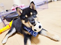 ボールをくわえて遊ぶつむぎちゃん（画像提供：つむぎさん）