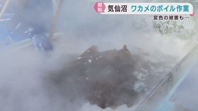 養殖ワカメのボイル作業　海水滞留で色落ちし減産か　宮城・気仙沼市