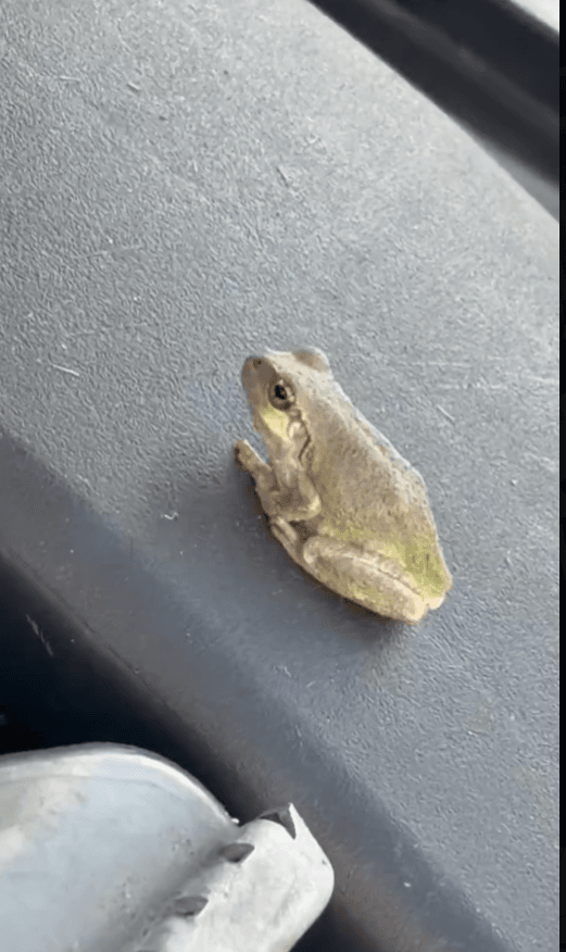 振動に耐えるカエル　動画では激しく揺れる様子が見られる