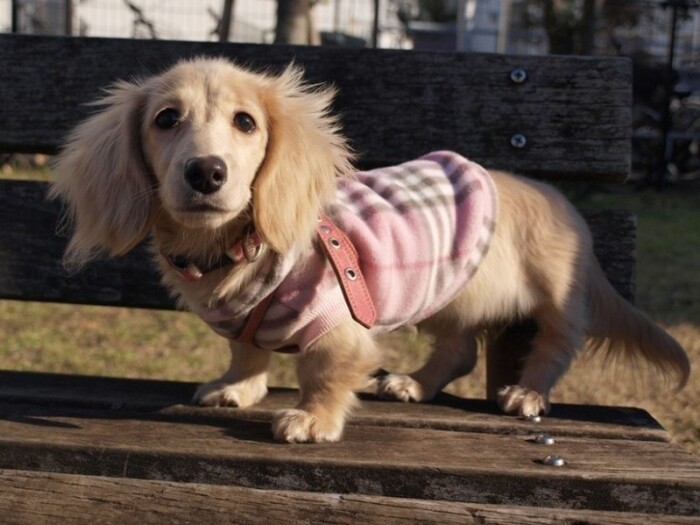 家にきたころの「あかり」