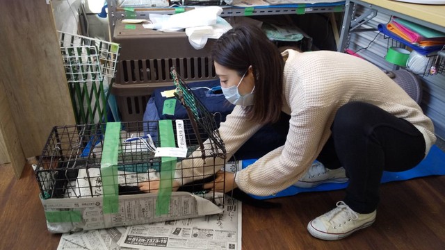 「捕獲⇒不妊手術⇒リターンをトータルでサポートしたい」と南舘さん