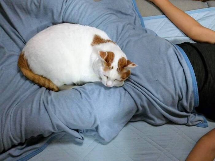 怜央君の足の間で眠るイーグル（黒尾さん提供）