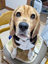 椅子が空いているとすかさず座るしんたろうくん（画像提供：ともぞうさん）