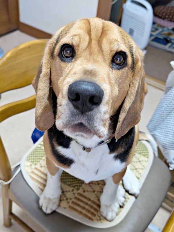 椅子が空いているとすかさず座るしんたろうくん（画像提供：ともぞうさん）