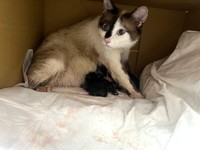 チェリッシュのバックヤードに出産コーナーをつくりました