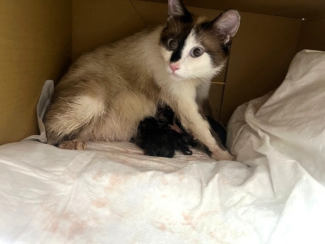 チェリッシュのバックヤードに出産コーナーをつくりました