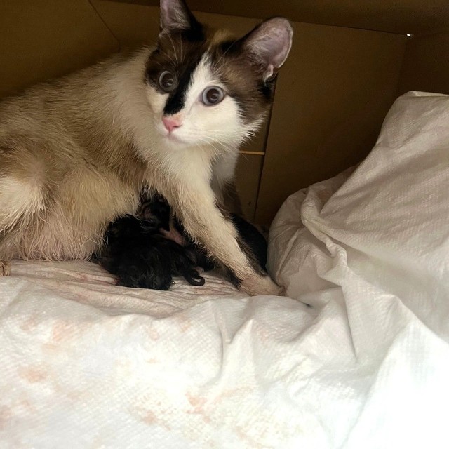 チェリッシュのバックヤードに出産コーナーをつくりました