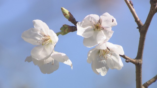 【速報】岡山市で桜が満開　観測史上最も早く