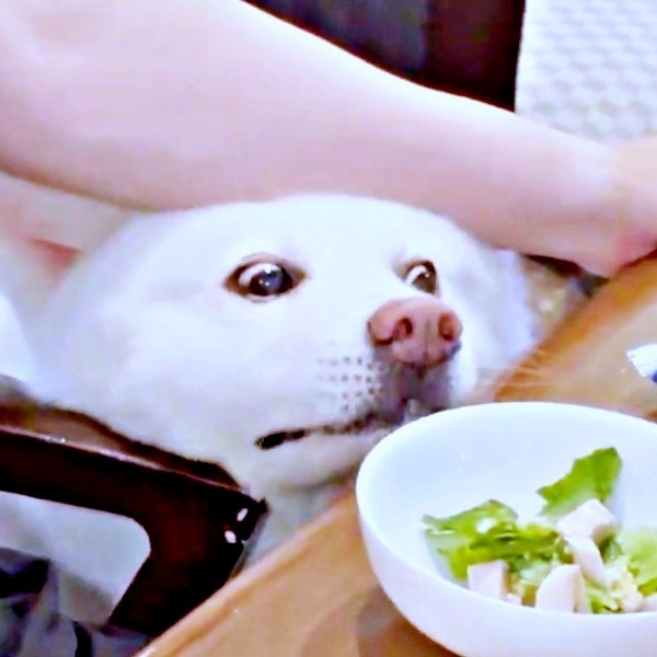 再び、ごはんに視線を戻すまゆちゃん（画像提供：秋田犬まゆさん）