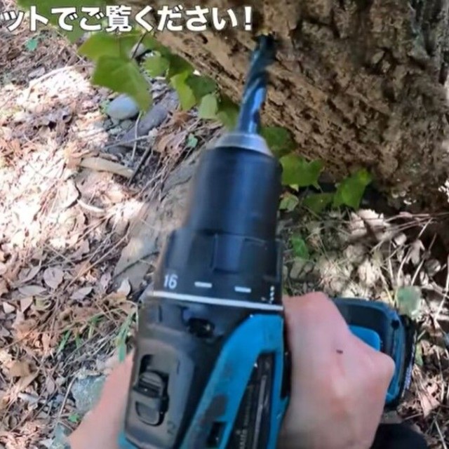 樹液を採取するため、クルミの木にドリルで穴をあける／ちーとん。さん提供