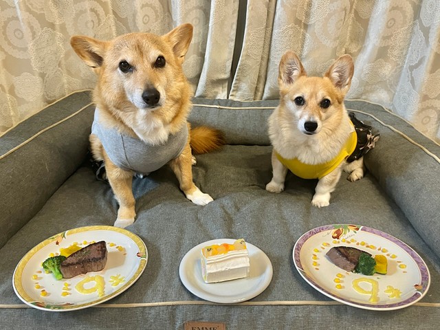 仲良く9歳の誕生日を迎えた（左から）イチくん、プクちゃん（画像提供：イチプクカミュさん）