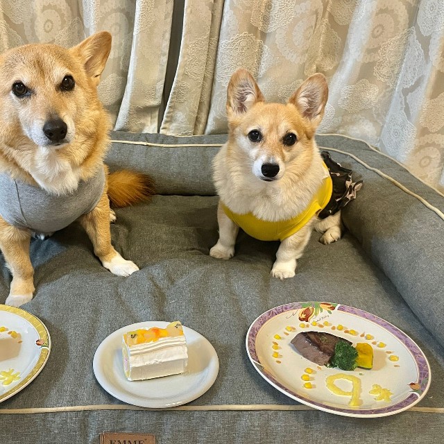 仲良く9歳の誕生日を迎えた（左から）イチくん、プクちゃん（画像提供：イチプクカミュさん）