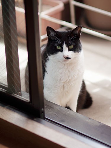 「ベランダから外に出ようとしちゃ、だめだって」（小林写函撮影）