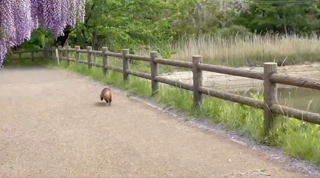 「……誰？……（笑）」（動画からキャプチャー／提供：ゆきっぺさん）