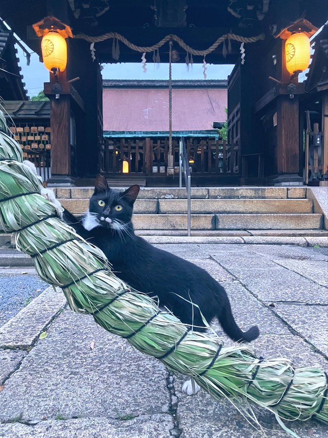 それは爪を研ぐものではないですよ（提供：六孫王神社さん）