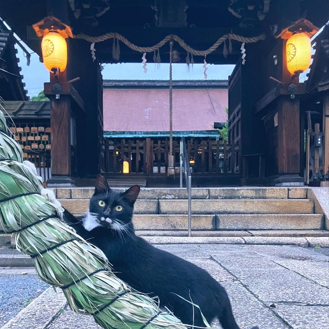 それは爪を研ぐものではないですよ（提供：六孫王神社さん）