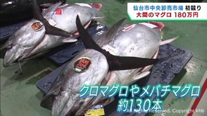 青森・大間産のクロマグロが１８０万円で競り落とされる　仙台市中央卸売市場で初競り