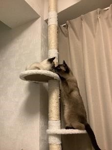 親密な鼻チュー