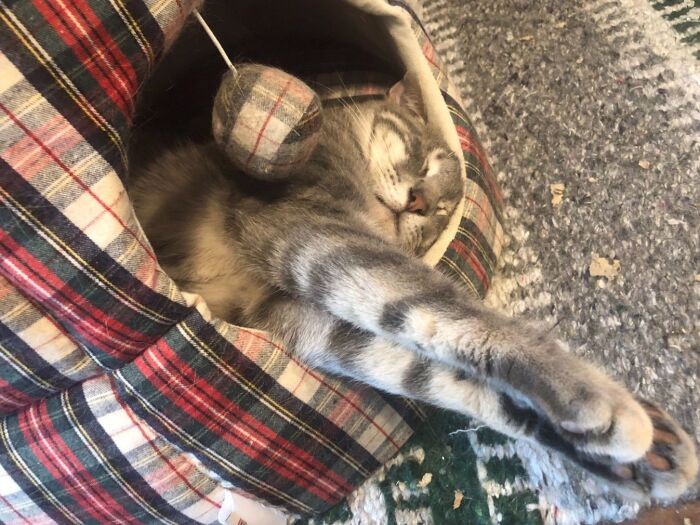 あったかいところで寝るの最高だ（山下さん提供）
