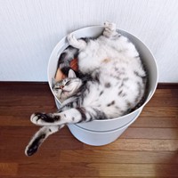 しばらくすると両前足をびよーんと伸ばし始めたソルトくん（画像提供：31クレープさん）