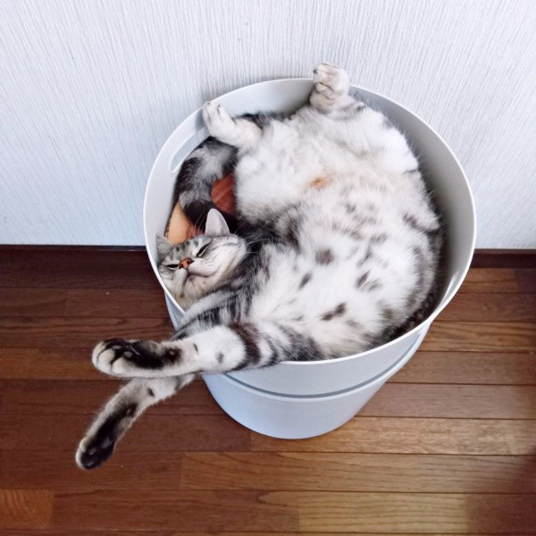 しばらくすると両前足をびよーんと伸ばし始めたソルトくん（画像提供：31クレープさん）