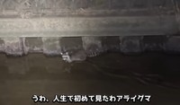 人生で初めて遭遇したというアライグマ／がやまるさん提供
