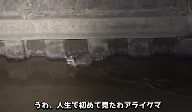 人生で初めて遭遇したというアライグマ／がやまるさん提供