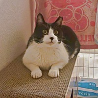 まん丸おめめが愛らしいハッチャン（画像提供：ハッチャンさん）