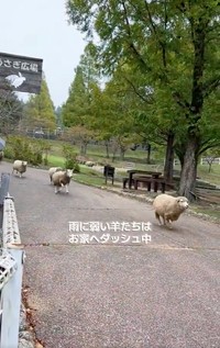 雨が降ったら、羊がダッシュで帰ってきたよ（動画よりキャプチャ／提供：六甲山牧場）