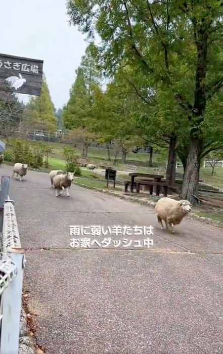 雨が降ったら、羊がダッシュで帰ってきたよ（動画よりキャプチャ／提供：六甲山牧場）