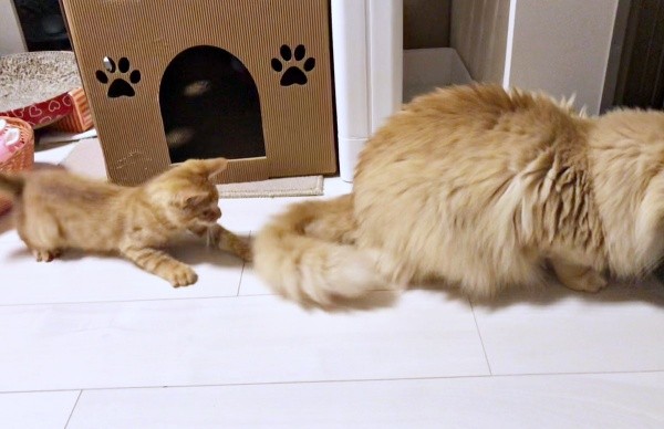 先住猫・パンちゃんの尻尾で遊ぶキナコくん（画像提供：mmmさん）