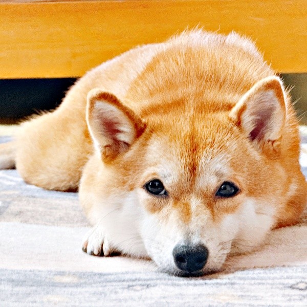 優しげな眼差しが愛らしいようこちゃん（画像提供：シバシバお豆さん）