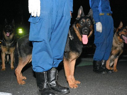 警察犬がブドウ畑をパトロール　泥棒は許さない