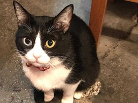 寿司屋の気まぐれ看板猫　ハチワレでオッドアイの「桜」　