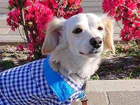 いつもの散歩でおしゃれ映えスポット発見　チワックス「エース」