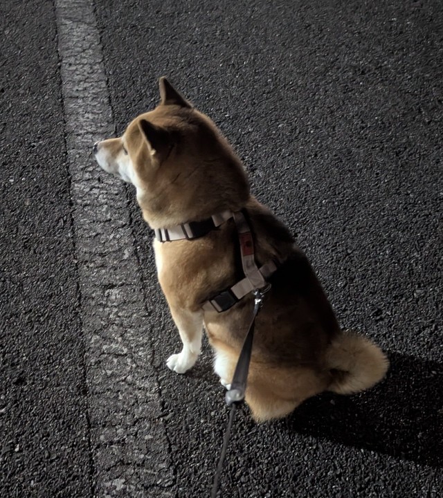 夜のお散歩を中断し、陸上部の練習を凝視する柴犬（画像提供：柴犬のののさん）