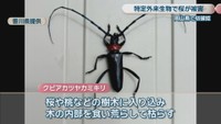 香川県提供
