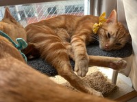 日向ぼっこ気持ちいいにゃ＝わい猫さん（@wainekoutan）提供
