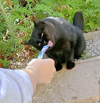 保護当日の午後、初めて手からおやつを食べてくれたかのさん（画像提供：雲母あおさん）