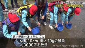 アユ釣り解禁を前に小学生がアユの稚魚を放流　宮城・加美町の鳴瀬川