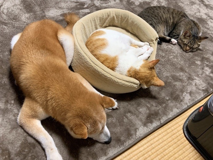 ストーブの前で仲よく（昌宏さん提供）