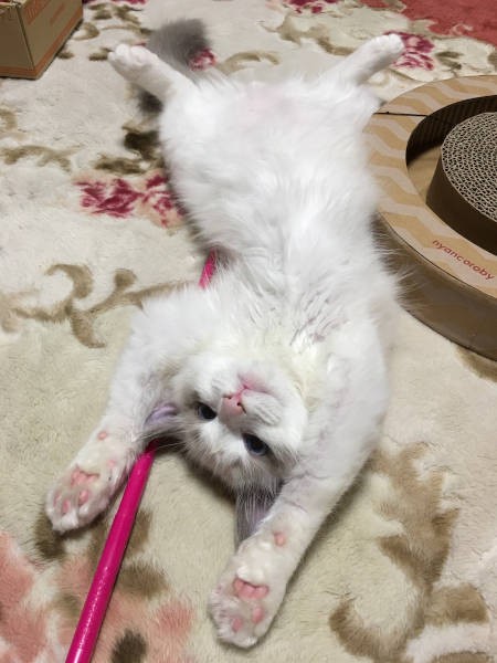 天真爛漫な寝相