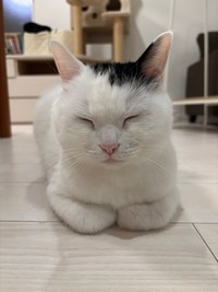 「香箱座り」も上手（画像提供：まつもとたけるさん）