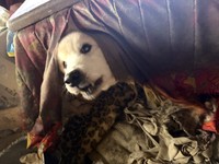 コタツから顔を出していた（「特定非営利活動法人DOG BASE」さん提供）