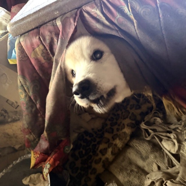 コタツから顔を出していた（「特定非営利活動法人DOG BASE」さん提供）