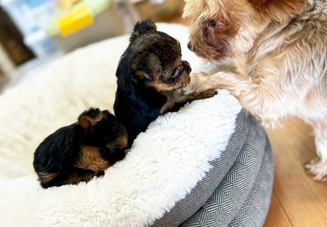 保護された元繁殖犬のヨークシャーテリア。後に妊娠中であることが発覚し、複数の人のお手伝いのもとで元気な赤ちゃん2匹を無事出産しました